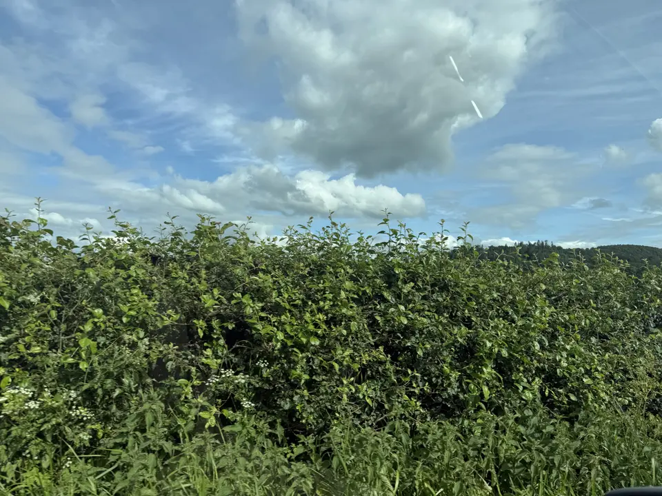 June 5 field photo 27