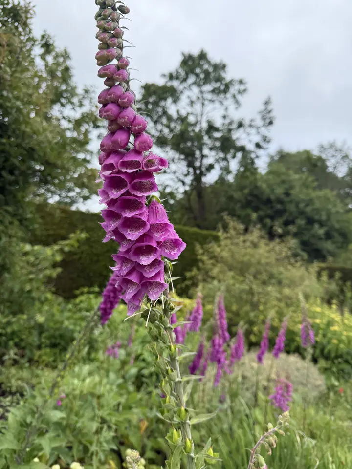 June 6 field photo 12